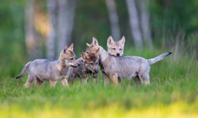 Matthias Niehues aus Vechta bringt uns in der Serie „Wölfe im Landkreis Vechta“ eine scheue Tierart näher, die sich sonst sehr versteckt hält. Matthias Niehues aus Vechta bringt uns in der Serie „Wölfe im Landkreis Vechta“ eine scheue Tierart näher, die sich sonst sehr versteckt hält.