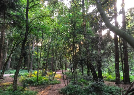Blick auf Waldweg durch den Wildenloh Blick auf Waldweg durch den Wildenloh