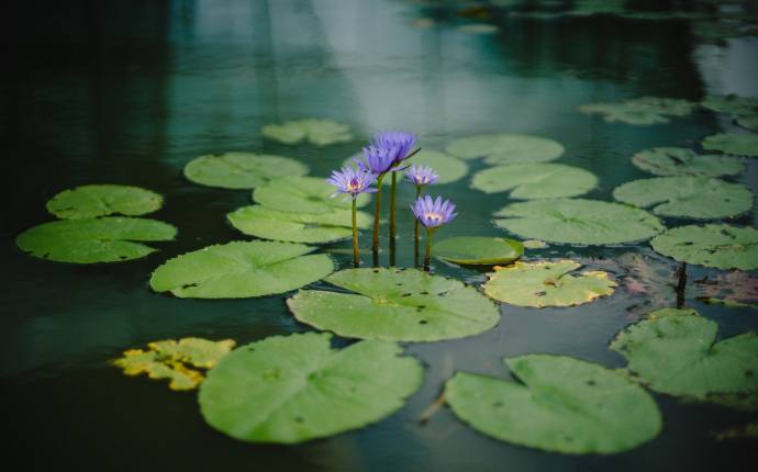 Teichgefl&uuml;ster - Leben im Teich