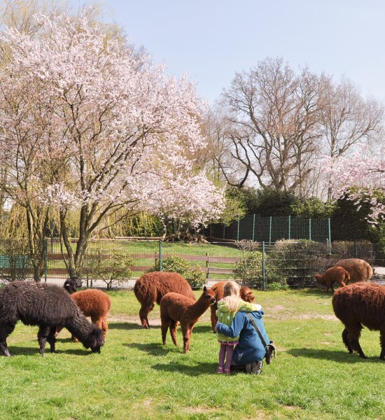 streichelwiese-alpaka_jaderpark_barbaraminnemann streichelwiese-alpaka_jaderpark_barbaraminnemann