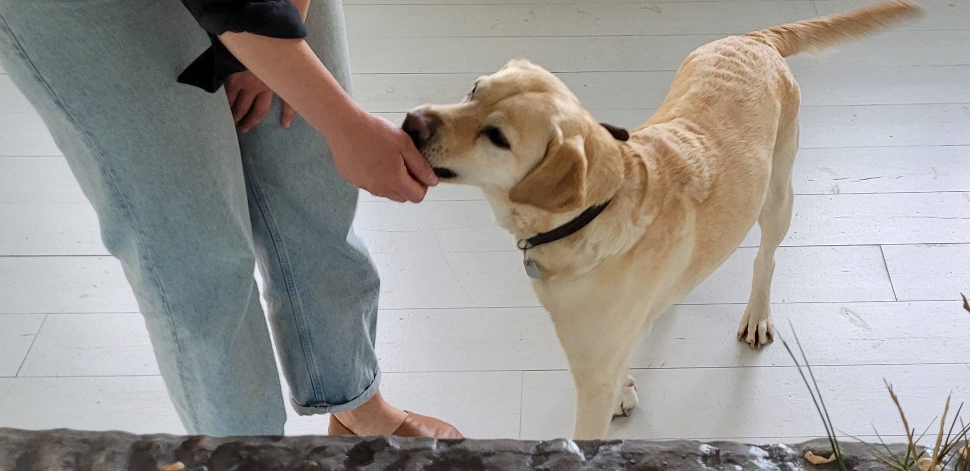 Ein süßer Hund wird gefüttert und freut sich Ein süßer Hund wird gefüttert und freut sich