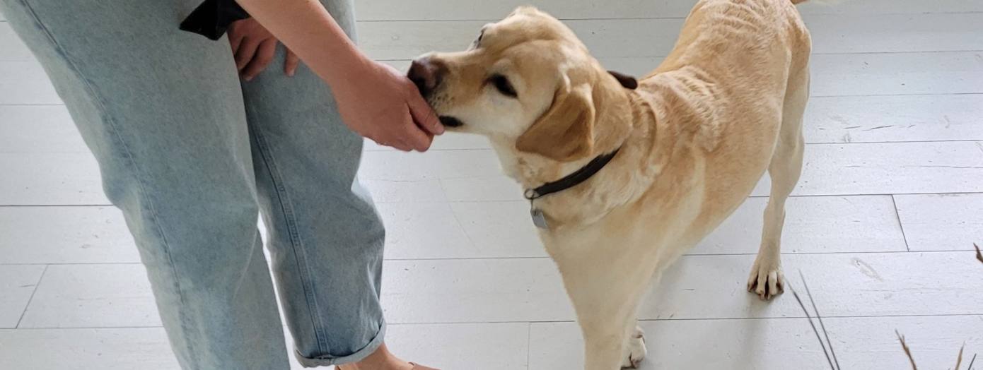 Ein s&uuml;&szlig;er Hund wird gef&uuml;ttert und freut sich