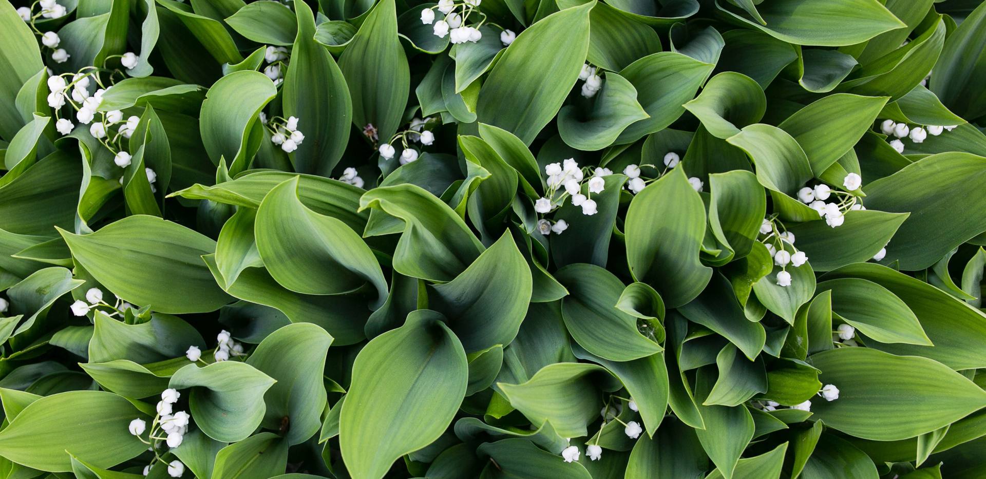 Oldenburg Stadtgärten 2023 Keyvisual Oldenburg Stadtgärten 2023 Keyvisual