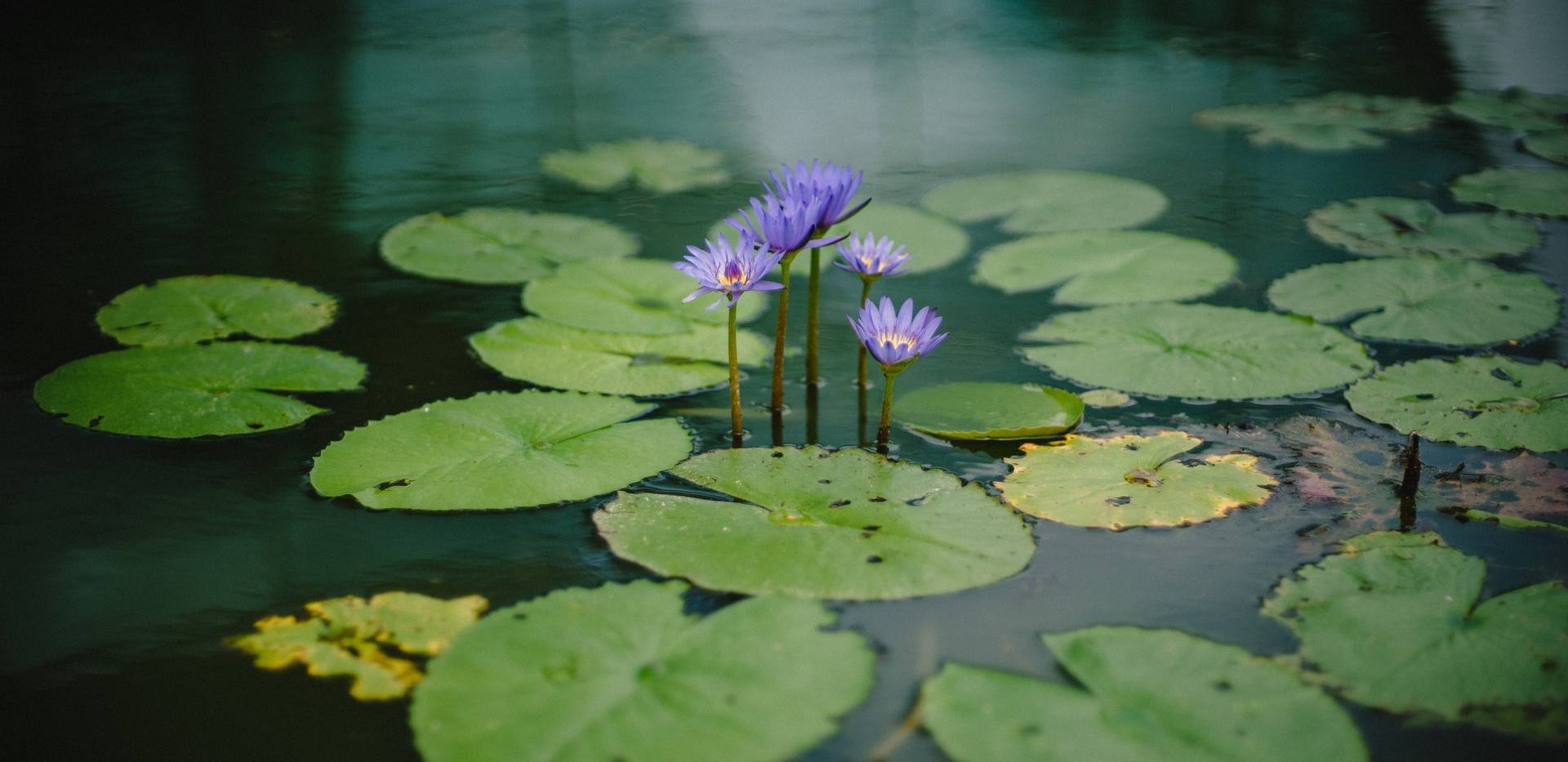 Teichgeflüster - Leben im Teich Teichgeflüster - Leben im Teich