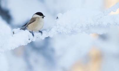 Nicht auf Reise, kleine Meise? Vögel im Winter