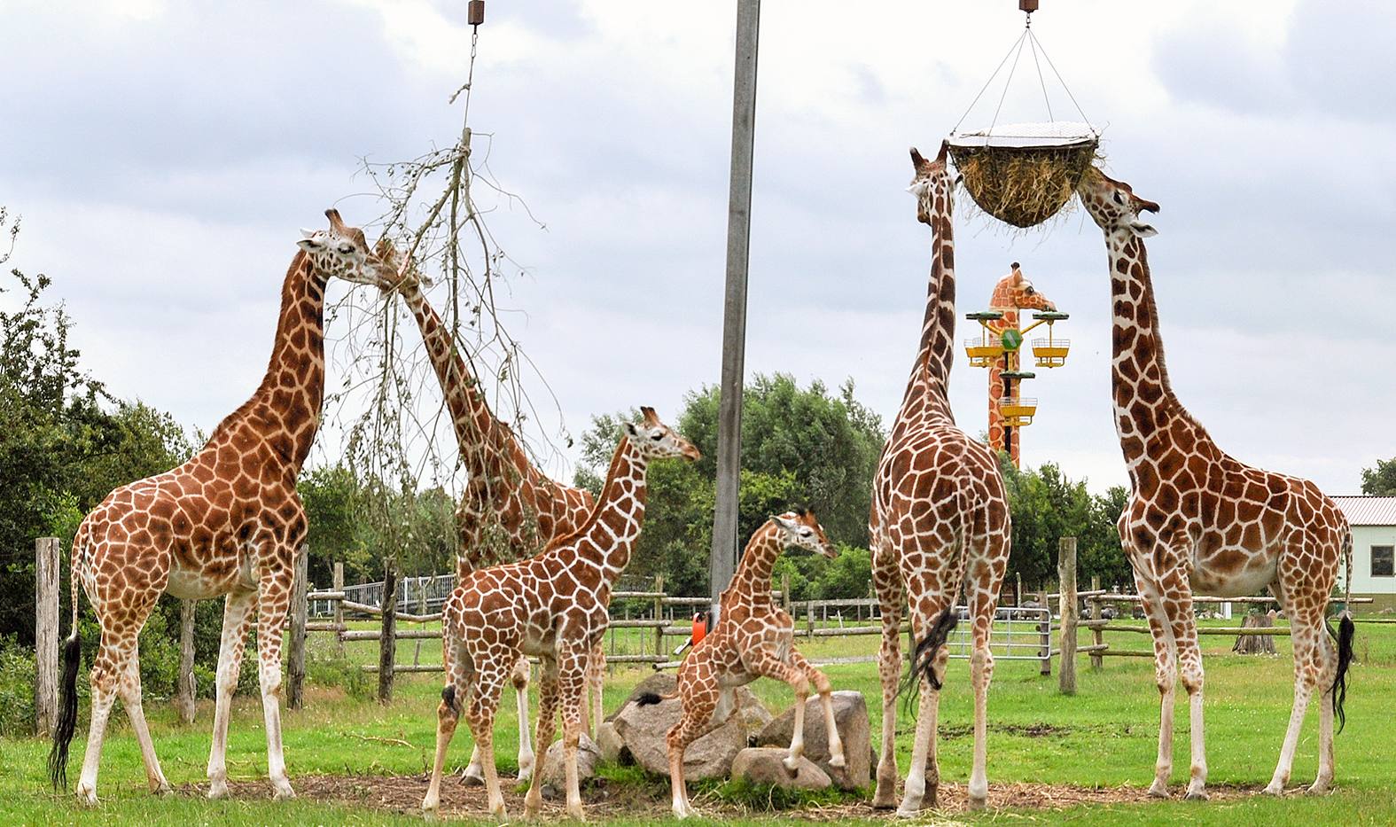 giraffen_jaderpark_barbaraminnemann giraffen_jaderpark_barbaraminnemann