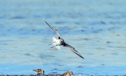 Vögel im Winter Vögel im Winter