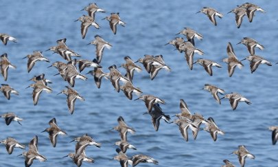 Fliegende Rekorde - Vögel der Küste und Marsch entdecken