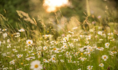 Garten im Wandel - Bl&uuml;hende Vielfalt zu Sommerbeginn