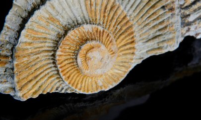 Fossilien und Mineralien Fossilien und Mineralien