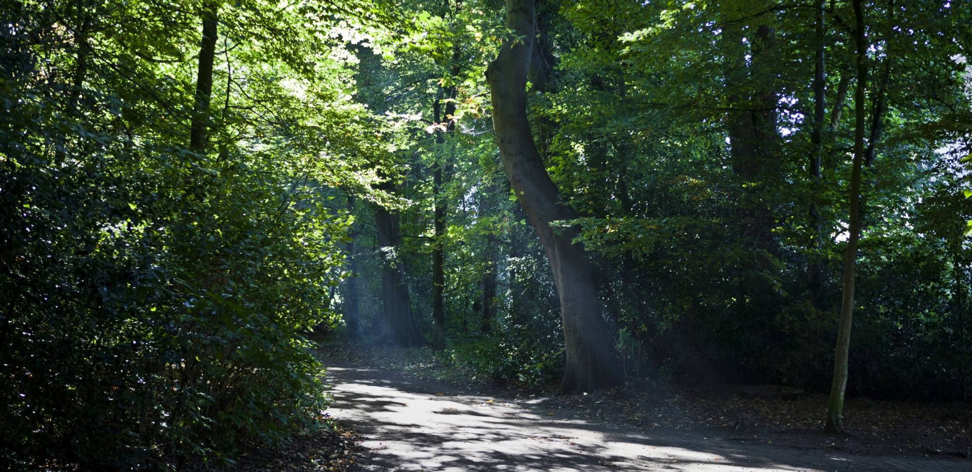Der große Bürgerbusch Oldenburg ist ein 20,4 Hektar großer Stadtwald. Der große Bürgerbusch Oldenburg ist ein 20,4 Hektar großer Stadtwald.