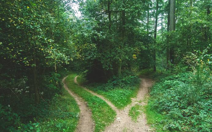 Abgezweigter Weg im Wald.