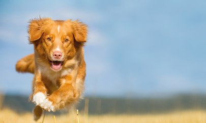 WESER-EMS BELLT 2026 - VDH/FCI Internationale Rassehunde-Ausstellung