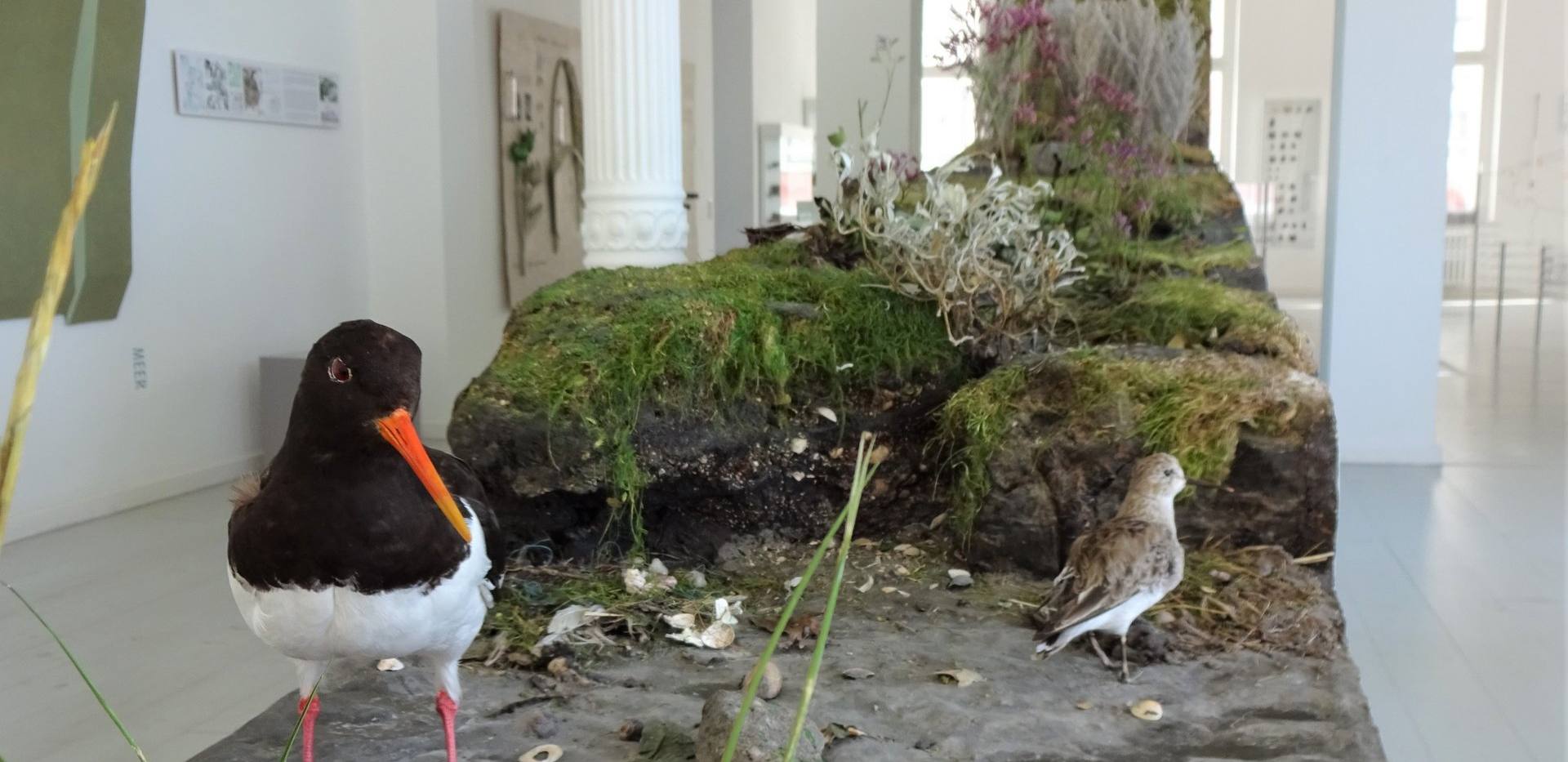 Eintauchen in die Welt der Zugvögel