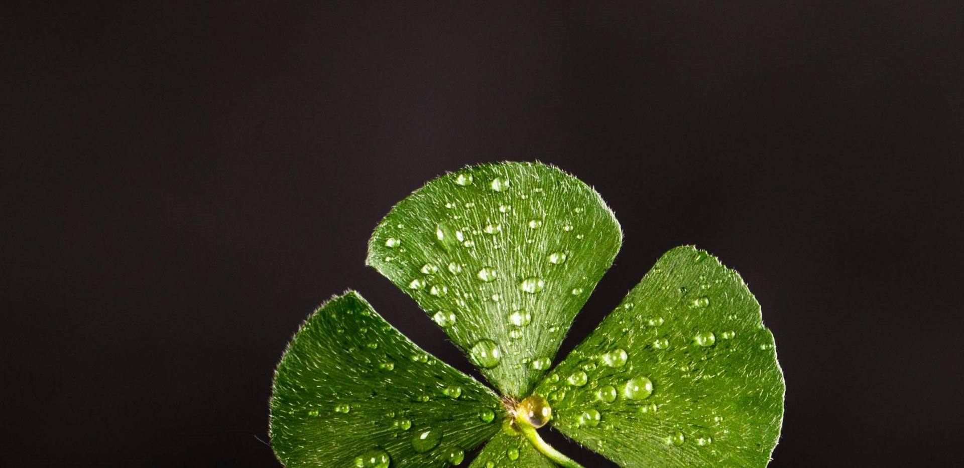 Vierbl&auml;ttriges Kleeblatt