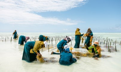 Sam Vox gehört zu den sieben Fotograf:innen der Sonderschau "The Everyday Projects". Zu sehen ist die traditionelle Seegrasernte auf Sansibar, die über Generationen unter den Frauen in der Community weitergegeben wird. Sam Vox gehört zu den sieben Fotograf:innen der Sonderschau "The Everyday Projects". Zu sehen ist die traditionelle Seegrasernte auf Sansibar, die über Generationen unter den Frauen in der Community weitergegeben wird.