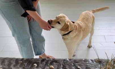 Ein s&uuml;&szlig;er Hund wird gef&uuml;ttert und freut sich