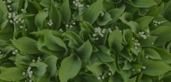 Viele Maiglöckchen nebeneinander von oben