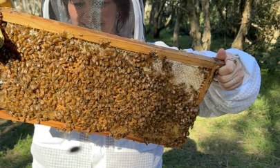 Die Europäische Honigbiene (Apis mellifera) Die Europäische Honigbiene (Apis mellifera)