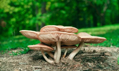 Pilze. Foto: Timothy Dykes / unsplash Pilze. Foto: Timothy Dykes / unsplash