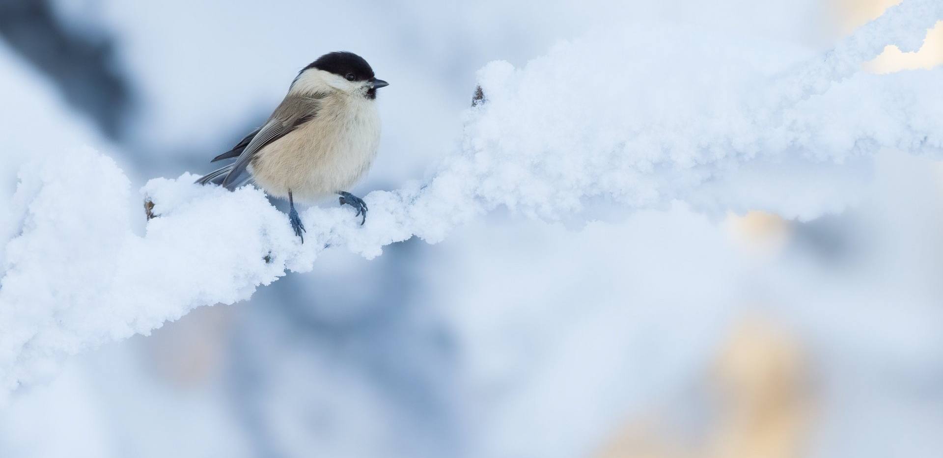Nicht auf Reise, kleine Meise? - V&ouml;gel im Winter