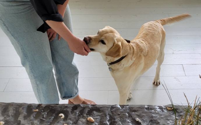 Ein süßer Hund wird gefüttert und freut sich Ein süßer Hund wird gefüttert und freut sich