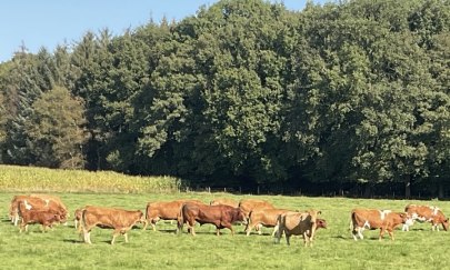 Natureindrücke im Herbst Natureindrücke im Herbst