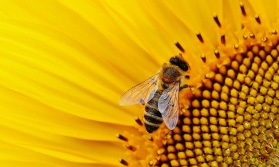 Summ summ summ, Bienchen summ herum…!