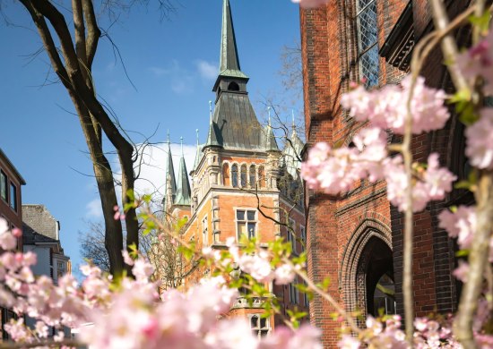 Blick auf das Alte Rathaus mit Kirschblüte im Vordergrund.