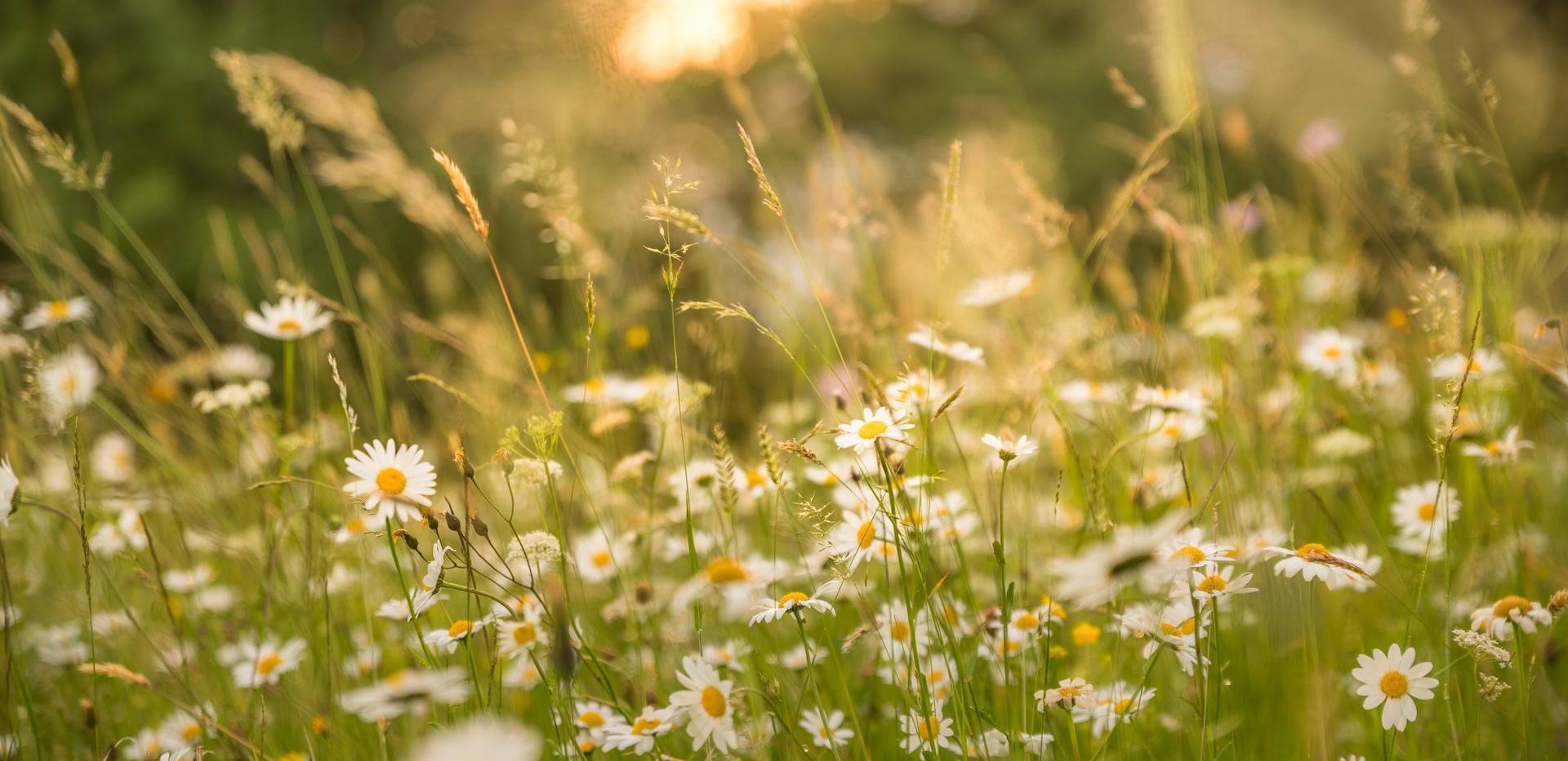 Garten im Wandel - Blühende Vielfalt zu Sommerbeginn Garten im Wandel - Blühende Vielfalt zu Sommerbeginn