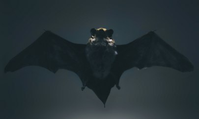 Foto: Nenad Milosevic / unsplash