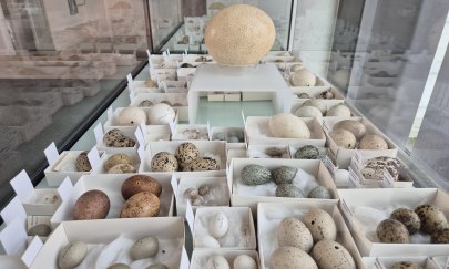 Ei ist nicht gleich Ei